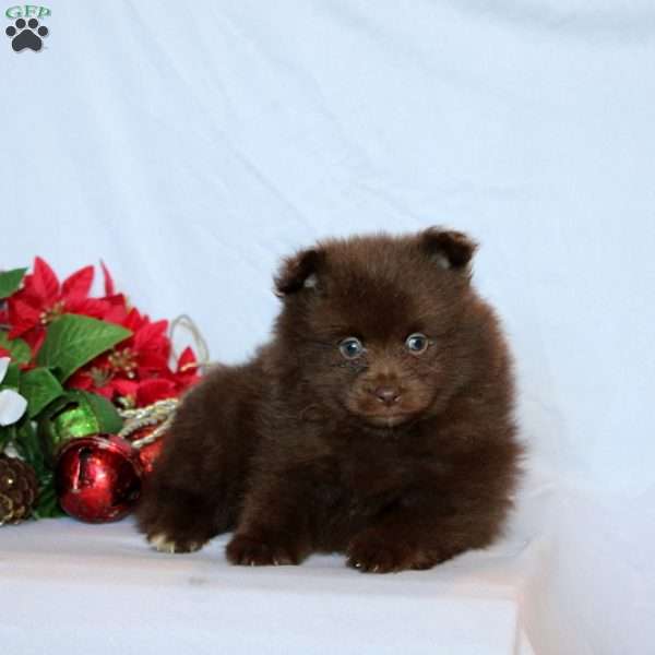 Paden, Pomeranian Puppy